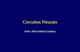 Circuitos Neurais Profa. Silvia Helena Cardoso. Direção da Sinapse Química Uma direção –As vesículas sinápticas estão localizaas somente no terminal pré-sináptico.