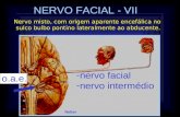 NERVO FACIAL - VII - -nervo facial - -nervo intermédio o.a.e. Netter Nervo misto, com origem aparente encefálica no sulco bulbo pontino lateralmente ao.