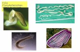Filo Platyhelminthes : animais de via livre (marinhos, de água doce, terrestres) e parasitas.