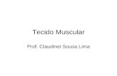 Tecido Muscular Prof. Claudinei Sousa Lima. TECIDO MUSCULAR : mesodérmicaOrigem: mesodérmica Caracterizado por apresentar células (ou fibras) alongadas.