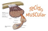 Tecido Muscular O msculo © o tecido de maior massa no corpo humano. H trs tipos de tecido muscular: o voluntrio (ou esquel©tico/estriado), o involuntrio