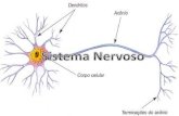 Célula – Sistema Nervoso Nível Encefálico Superior.