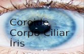Coroide Corpo Ciliar Íris.  É uma estrutura do olho que está situada entre a esclerótica e a retina e é intensamente pigmentada. Esses pigmentos absorvem.