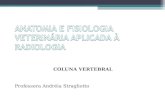 COLUNA VERTEBRAL Professora Andréia Stragliotto. COLUNA VERTEBRAL Esqueleto axial: coluna vertebral, costelas, esterno e crânio A coluna vertebral consiste.