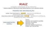 RAIZ FIXAÇÃO E ABSORÇÃO DE NUTRIENTES GERALMENTE ÓRGÃOS SUBTERRÂNEOS E ACLOROFILADOS PADRÃO DE ORGANIZAÇÃO AXIAL OU PIVOTANTE EM DICOTILEDÔNEAS, APRESENTANDO.