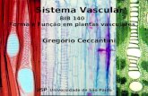 USP Universidade de São Paulo BIB 140 Forma e Função em plantas vasculares Sistema Vascular Gregório Ceccantini