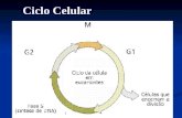 Ciclo Celular. IMPORTANTE * A mitose é uma divisão equacional - Ocorre com células Haplóides (N) e Diplóides (2N) * A meiose é uma divisão reducional.