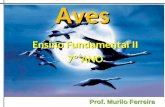 Aves Ensino Fundamental II 7º ANO Prof. Murilo Ferreira.