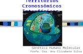 Territórios Cromossômicos Interfásicos Genética Humana Molecular Profa. Dra. Ana Elizabete Silva.