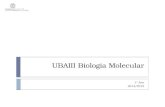 UBAIII Biologia Molecular 1º Ano 2014/2015. MJC-T10 Sumário:  Regulação da expressão genética em bactérias  Indução e repressão de operões bacterianos.