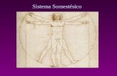 Sistema Somestésico Sistema Somestésico ou Somatosensorial Somestesia soma (corpo) aesthesia (sensibilidade) “Combinação subsistemas que transmitem ao.