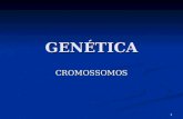 1 GENÉTICA CROMOSSOMOS. 2 3 CROMOSSOMOS Os cromossomos são estruturas filamentosas localizadas no interior do núcleo das células. Os cromossomos são.