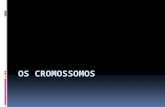 Cromatina - cromossomo  Filamento delgado que se espiralizam  Estados diferentes do mesmo matrial.