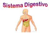 Sistema Digestivo - Função Ingestão Digestão Absorção Eliminação de fezes.
