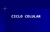 CICLO CELULAR. Ciclo Celular: Compreende os processos que ocorrem desde a formação de uma célula até a sua própria divisão em duas células-filhas, todas.