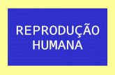 REPRODUÇÃO HUMANA. Anatomia do aparelho reprodutor masculino Testículos Epidídimo Canal deferente Próstata Vesícula seminal Uretra Pênis.