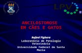 ANCILOSTOMOSE EM CÃES E GATOS Rafael Fighera Laboratório de Patologia Veterinária Universidade Federal de Santa Maria.