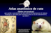 Atlas anatômico de rato (Rattus norvergicus) para auxiliar o aprendizado em aulas práticas do Departamento de Ciências Fisiológicas, aprovadas pela Comissão.
