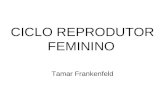 CICLO REPRODUTOR FEMININO Tamar Frankenfeld. OVÁRIO GÔNADA FEMININA A UNIDADE FUNCIONAL DO OVÁRIO É O FOLÍCULO OVARIANO O FOLÍCULO SECRETA HORMÔ- NIOS.