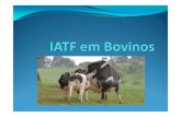 IATF Em Bovinos JR