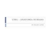 Unig – Anatomia Humana MÚSCULO