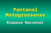 Imagens pantanal