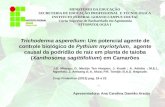 Trichoderma asperellum: Um potencial agente de controle biológico de Pythium myriotylum, agente causal da podridão de raiz em planta de taioba (Xanthosoma sagittifolium) em Camarões