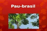 Pau brasil