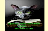 Olhos de gato_magico - ismae