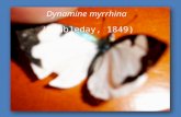 Espécie de Borboleta -  Dynamine myrrhina