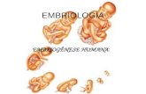 Embriologia ventre materno