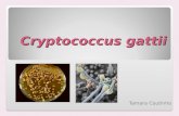 Cryptococcus gattii