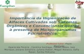 Importância da Higienização de Alfaces Cultivadas sob Sistemas Orgânicos e Convencionais quanto à presença de Microorganismos Psicrotróficos.