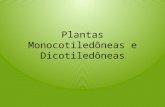 Plantas monocotiledôneas e dicotiledôneas