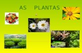 As  plantas