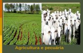 Agropecuária   geral e do brasil