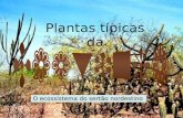 Plantas Tìpicas da Caatinga