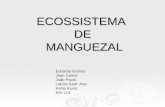 ECOSSISTEMA DE MANGUEZAL