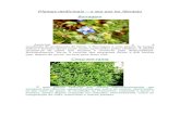 Plantas medicinais- Alentejo