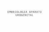 Embriologia Aparato Urogenital