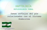 REFLEXOLOGIA Y SISTEMA HORMONAL