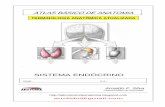 Apostila Anatomia - Sistema Endócrino
