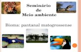 Pantanal Matogrossense - Seminario