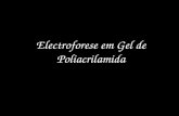 Electroforese Em Gel de Poliacrilamida