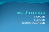 DIVISÃO CELULAR - MITOSE, MEIOSE, GAMETOGÊNESE