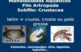 Aula Classe Crustacea UFRA
