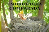 EMBRIOLOGIA COMPARADA - Biologia Do Desenvolvimento
