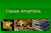 Cópia de Classe Amphibia