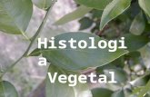 4034169 Biologia PPT Histologia Vegetal