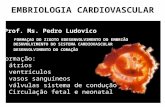 Embriologia Cardio Vascular